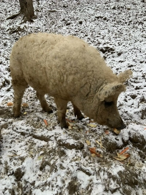 Pereche Mangaliță de vânzare  - imagine 5