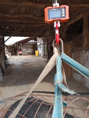 vand scroafa pentru sacrificat - imagine 2