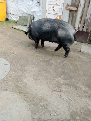 vand scroafa pentru sacrificat