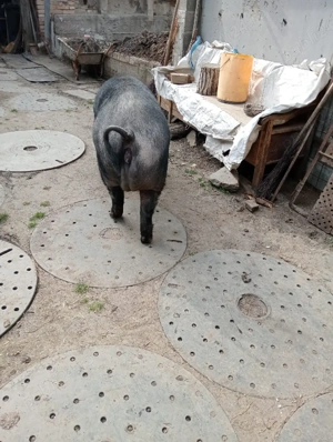 vand scroafa pentru sacrificat - imagine 4