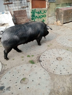 vand scroafa pentru sacrificat - imagine 5