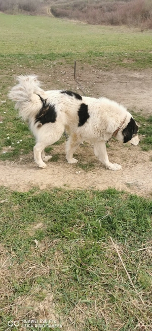 Donez câinii  - imagine 2