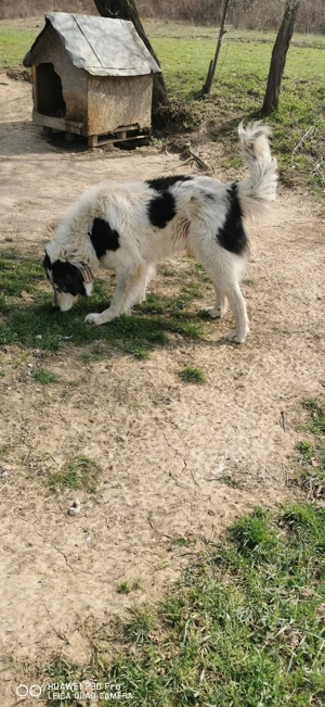 Donez câinii  - imagine 5