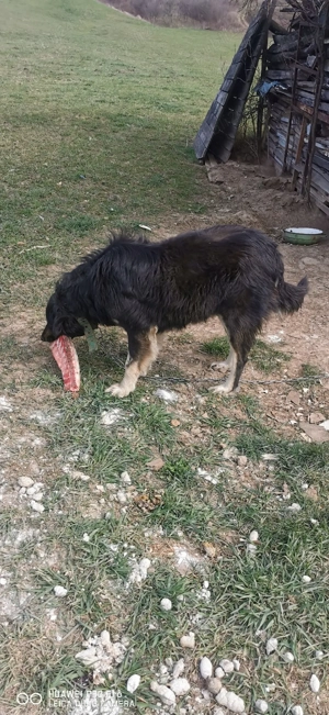 Donez câinii  - imagine 4