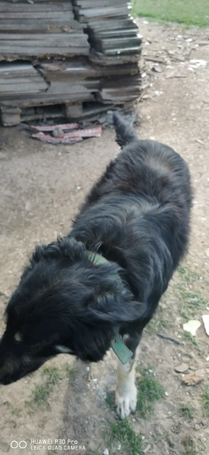 Donez câinii  - imagine 3