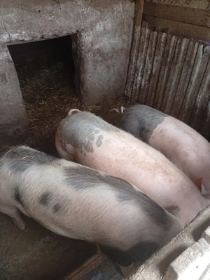 Vand porc de carne  - imagine 2