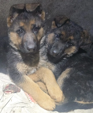 Vand femela pui de ciobanesc german - imagine 3