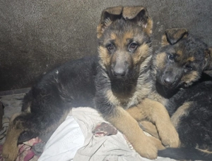 Vand femela pui de ciobanesc german - imagine 2