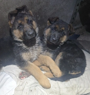 Vand femela pui de ciobanesc german - imagine 4