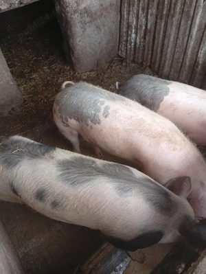 Vand porc de carne  - imagine 3