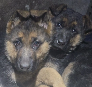 Vand femela pui de ciobanesc german - imagine 5