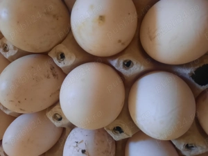 Ouă pentru incubat  - imagine 2