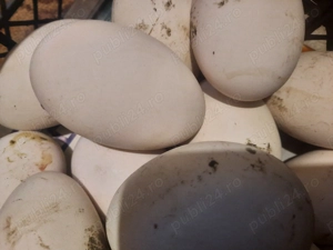 Ouă pentru incubat  - imagine 4