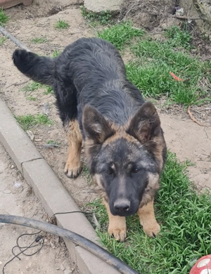 Vând pui de ciobănesc-german - imagine 2