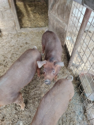 Purcei Duroc - imagine 3