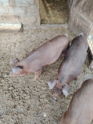 Purcei Duroc - imagine 2