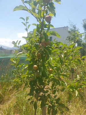 Doua case cuplate, com.Sanpetru, jud.Brasov - imagine 4