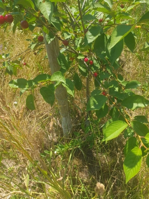 Doua case cuplate, com.Sanpetru, jud.Brasov - imagine 3