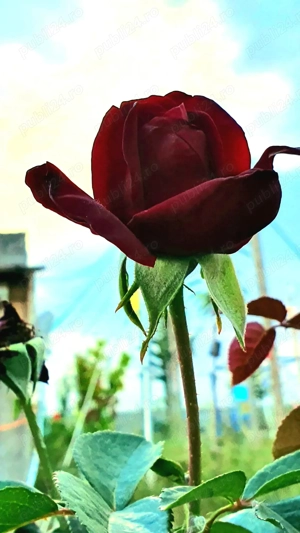 Doua case cuplate, com.Sanpetru, jud.Brasov - imagine 2