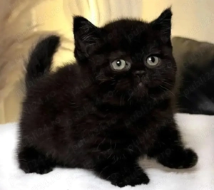 British Black