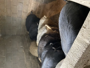 Vând porci grasii  - imagine 2