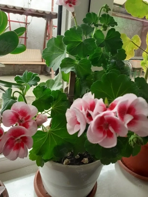 Muscate  bătrânești 