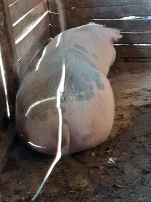 vând porc gras - imagine 2