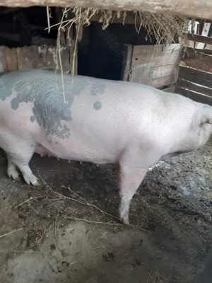 vând porc gras - imagine 3