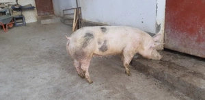 vand scroafa  - imagine 3