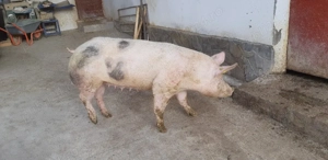 vand scroafa  - imagine 5