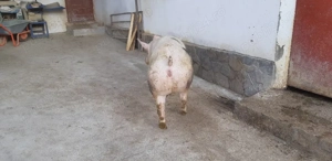 vand scroafa  - imagine 2