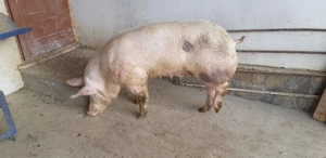 vand scroafa  - imagine 4