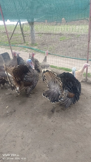 vand curcani bio crescuti natural - imagine 3