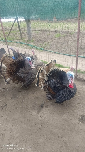 vand curcani bio crescuti natural - imagine 4