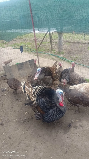 vand curcani bio crescuti natural - imagine 2