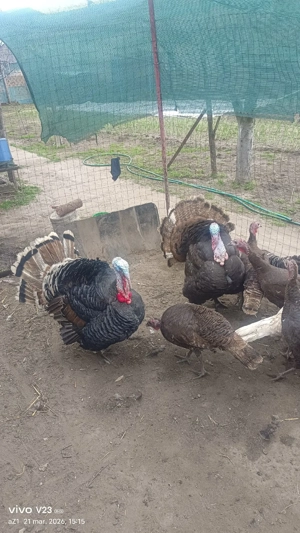 vand curcani bio crescuti natural - imagine 5