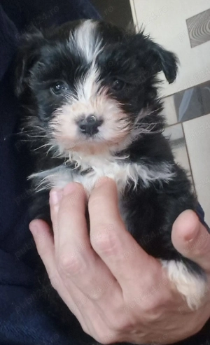 Baietel Bichon mini toy - imagine 3