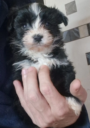 Baietel Bichon mini toy - imagine 2