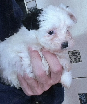 Fetita Bichon mini toy - imagine 3