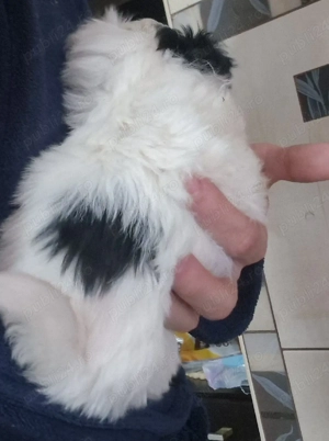 Fetita Bichon mini toy - imagine 2