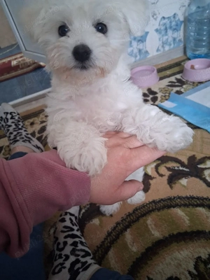 Bichon maltez - imagine 2