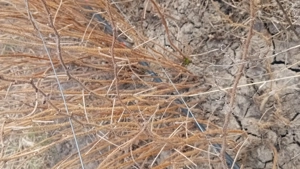 zmeura butasi 1.2  - imagine 3