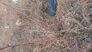 zmeura butasi 1.2  - imagine 5