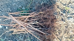 zmeura butasi 1.2  - imagine 4