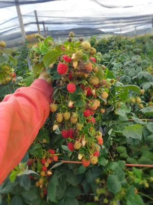 zmeura butasi 1.2  - imagine 2