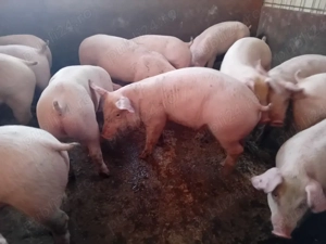 Mascuri, 35-40 kg - imagine 2