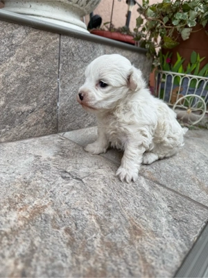 bichon frise talie mică - imagine 4