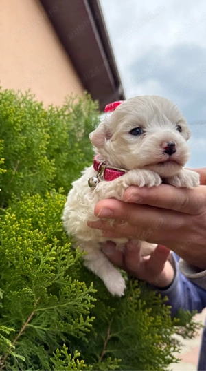 bichon frise talie mică - imagine 5