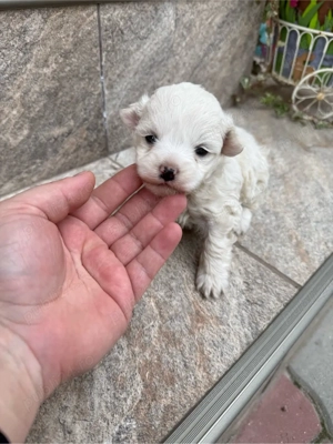 bichon frise talie mică - imagine 2