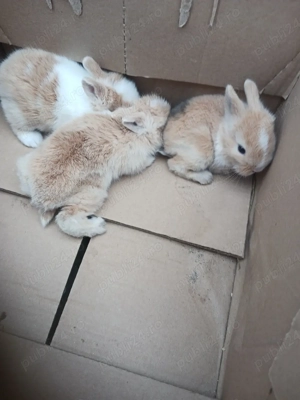 Disponibili iepuri cap de leu, californieni, rex pitic, rex tricolor, rex dalmațieni  - imagine 3